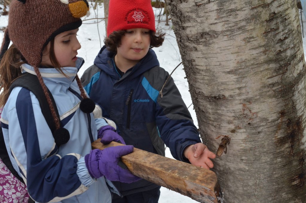 Tapping a paper birch with kids in the Field School. Paper birch syrup is more molasses-y. The sap is also more acidic, so avoid using aluminum buckets/taps (the sap can leach aluminum and taste metallic)