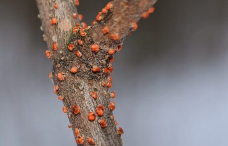 Fungus erupting from lenticels on sugar maple sapling