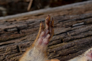 Front feet, four toes