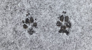 Dog tracks in fresh snow. Front right, rear left