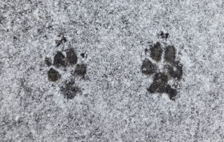 Dog tracks in fresh snow. Front right, rear left