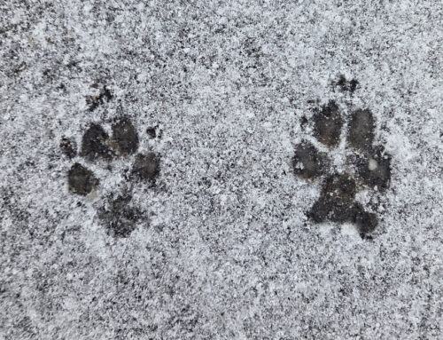 Tracking dogs (part 2)