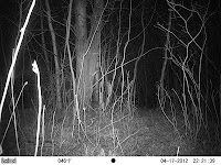 Eastern cottontail (Sylvilagus floridanus) Eastern cottontail (Sylvilagus floridanus)