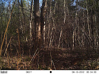 Eastern cottontail (Sylvilagus floridanus) Eastern cottontail (Sylvilagus floridanus)