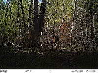 Deer on left with small spikes (future antlers) Deer on left with small spikes (future antlers)