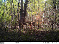 2 deer, one scratching its ear 2 deer, one scratching its ear