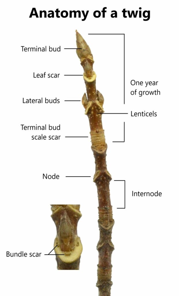 Tree Anatomy: Twigs & Buds