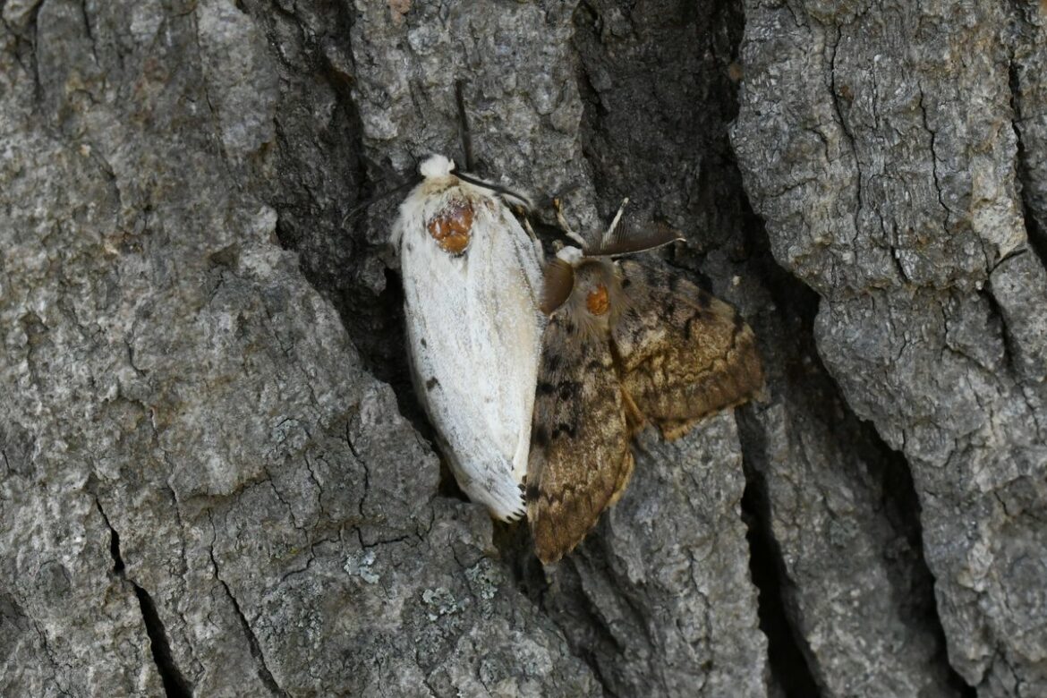 A brown male with large antennae - mounting a white female Lymantria dispar (St Marks Church, Burlington)