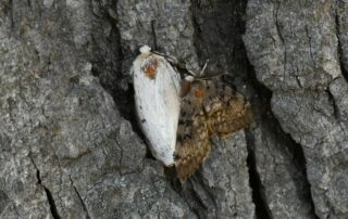 A brown male with large antennae - mounting a white female Lymantria dispar (St Marks Church, Burlington)