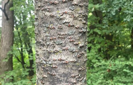 Staghorn sumac bark with prominent lenticels. Like pine cherry, rubbing lenticels exposes cinnamon colored powder