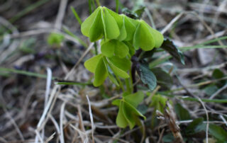 By drooping their leaves, plants avoid direct exposure to the sun, which would dry out the leaves. These leaves were in full sun around mid-day when I took the picture (I shaded them for the photo)