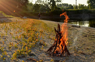 Silver maple seedlings along Winooski River Silver maple seedlings along Winooski River