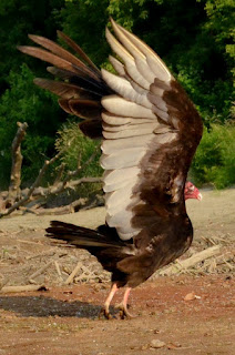 Adult turkey vulture about to take off Adult turkey vulture about to take off