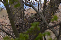 Red-shouldered hawk sitting on nest in old red oak Red-shouldered hawk sitting on nest in old red oak