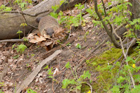 Woodchuck carrying leaves to den Woodchuck carrying leaves to den
