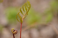 Sensitive fern fiddlehead and young frond Sensitive fern fiddlehead and young frond