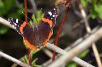 Red admiral with slightly tattered wing Red admiral with slightly tattered wing