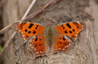 Eastern comma Eastern comma