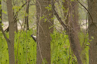 Male hairy woodpecker in ostrich fern field Male hairy woodpecker in ostrich fern field