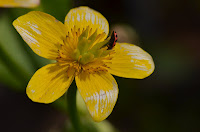 Marsh marigold flower with spotted lady beetle Marsh marigold flower with spotted lady beetle