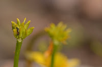Marsh marigold flower gone to seed (with Pimpla ichneumon wasp I think) Marsh marigold flower gone to seed (with Pimpla ichneumon wasp I think)