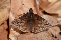 (Juvenal?) duskywing (Juvenal?) duskywing