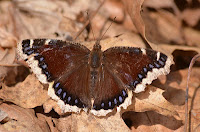 Mourning cloak Mourning cloak