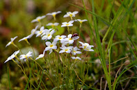 Bluet with spotted lady beetle Bluet with spotted lady beetle