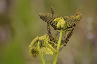 Young interrupted fern fertile frond Young interrupted fern fertile frond