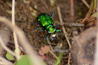 Six-spotted tiger beetle hiding in the duff Six-spotted tiger beetle hiding in the duff