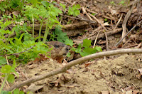 Woodchuck standing guard Woodchuck standing guard